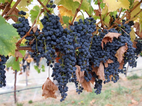 The importance of giving up grapes